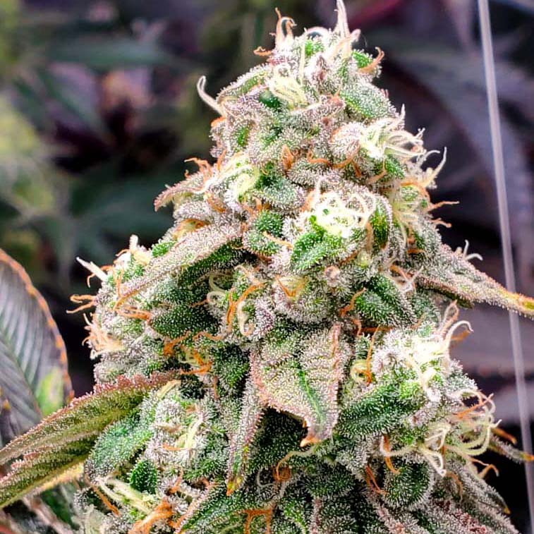Gushers Fast Flowering 5 ud Humboldt Seed Organization