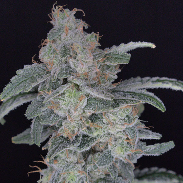 HB Dunkin'z 3 u. fem - USA Line- Pure Instinto