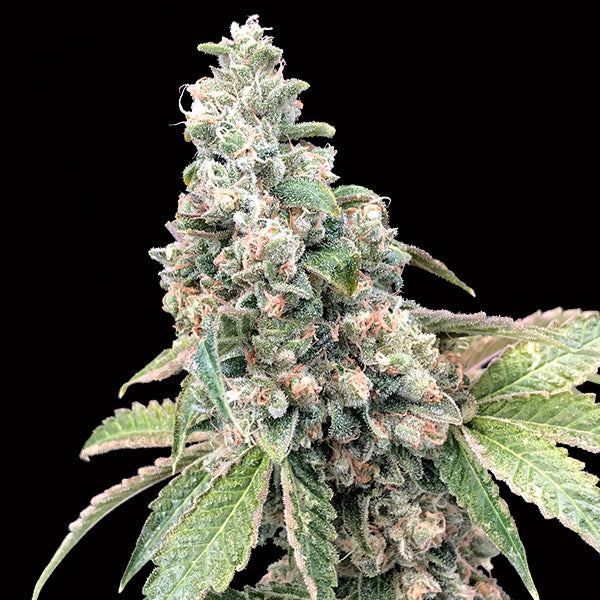 Harlequin CBD 5 u. fem. 00 Seeds