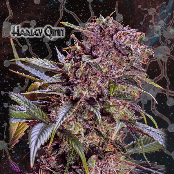 Harley Qinn 1 u. fem. Geneseeds