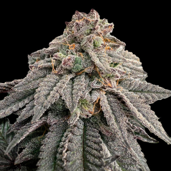 Hash Belt 5 u. fem Limited Edition Gratefull Seeds