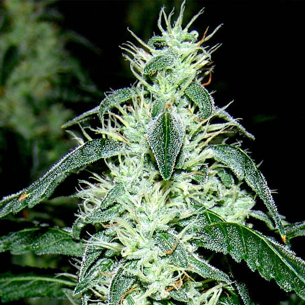 Hash Heaven 5 u. fem. Soma Seeds