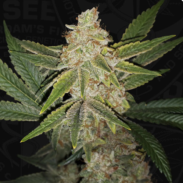 Hazanana 2 u. fem. 710 Limited Pack T.H. Seeds