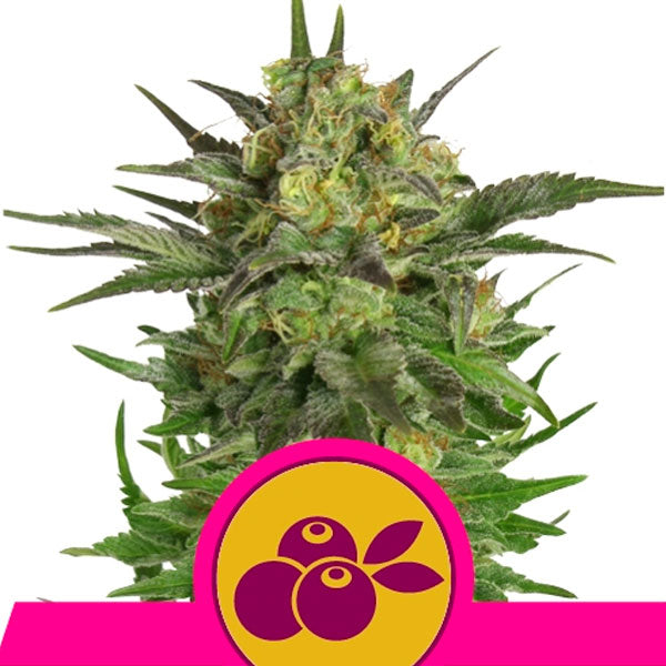 Haze Berry 5 u. fem. Royal Queen