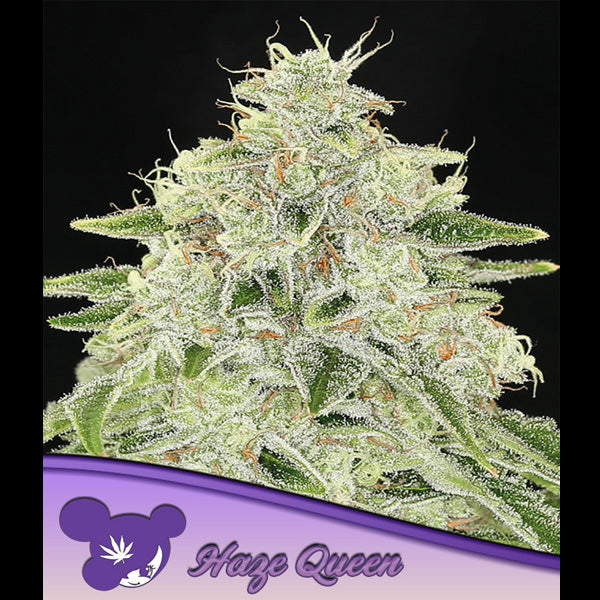 Haze Queen 5 u. fem Anesia