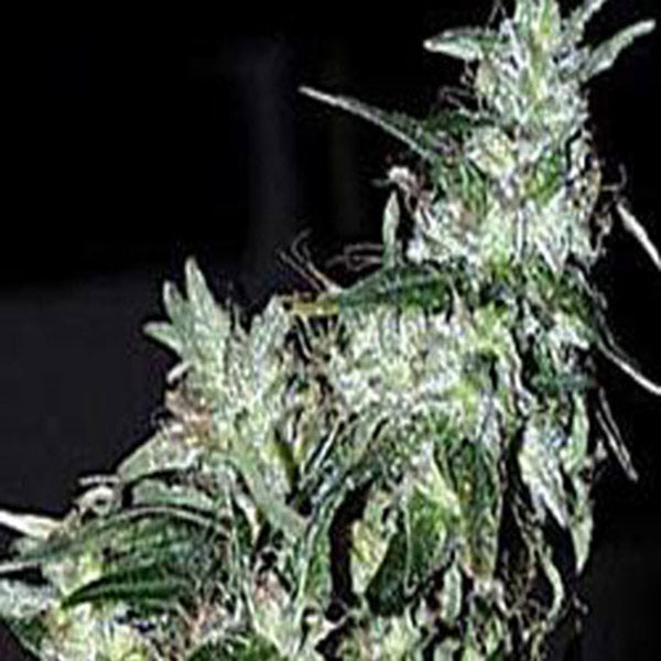 Haze Special 5 pc. fem. KC Brains