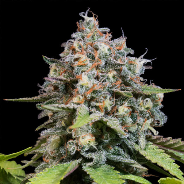 Highway 66 - 5 u. fem. Paradise Seeds