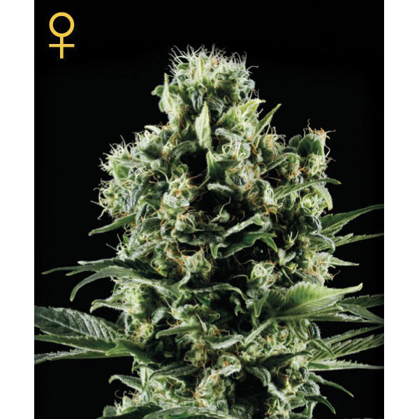 Himalaya Gold 3 u. fem. Green House