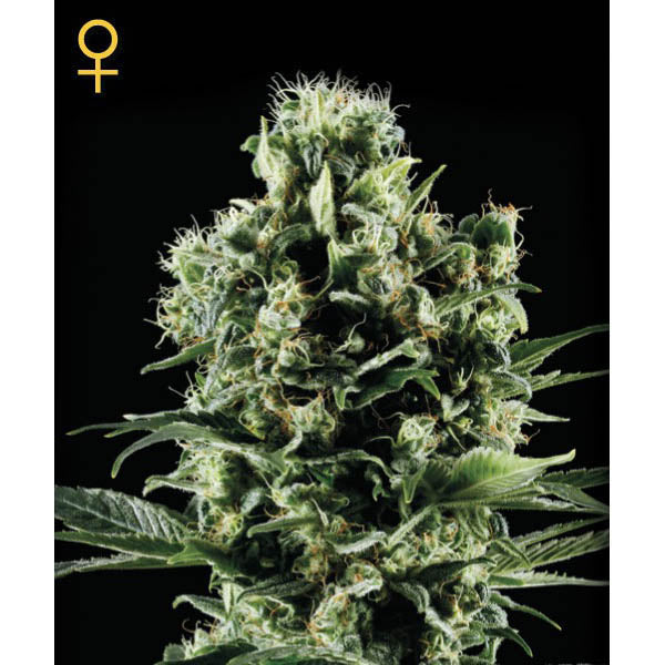 Himalaya Gold 5 u. fem. Green House