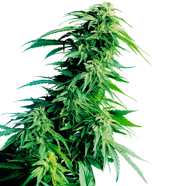 Hindu Kush 5 u. fem. Sensi Seeds
