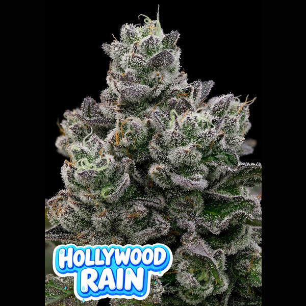 Hollywood Rain 3 u. fem Anesia