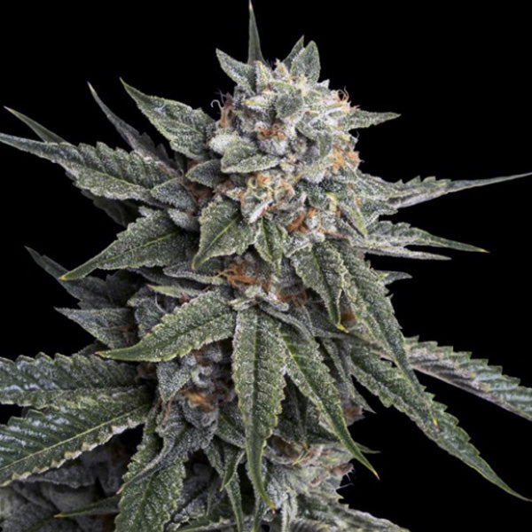 Holy Grail Kush 3 u. fem. DNA Genetics