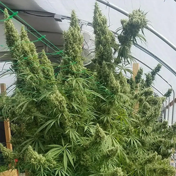 Honduras 5 u. Regular Ace Seeds