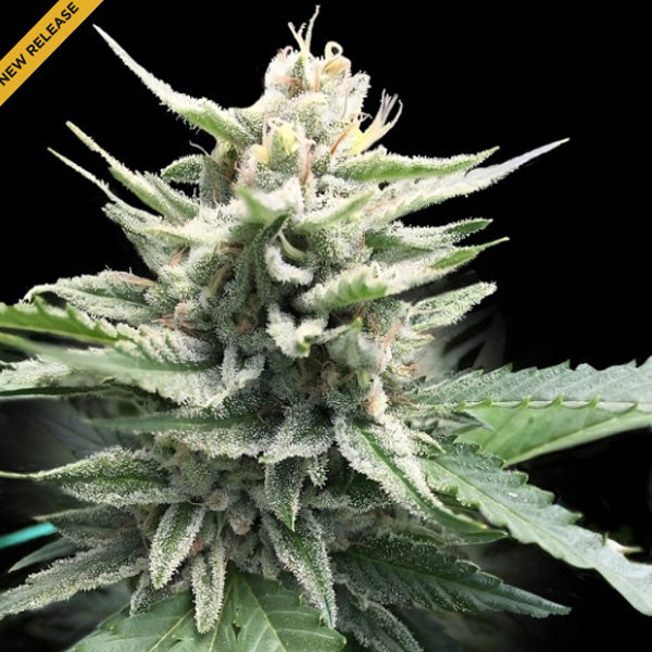 Honey Banana 3 pcs. fem. DNA Genetics