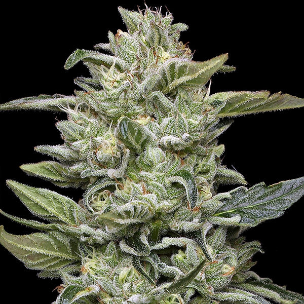 Honey Bear 5 u. fem Humboldt Seeds Company