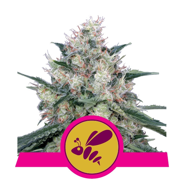 Honey Cream - Fast 1 u. fem. Royal Queen