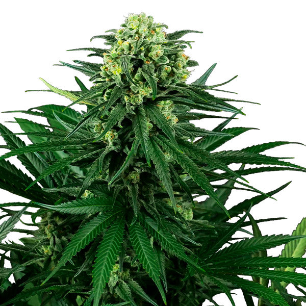 Honey Melon Kush 10 ud. fem. Sensi Seeds Research