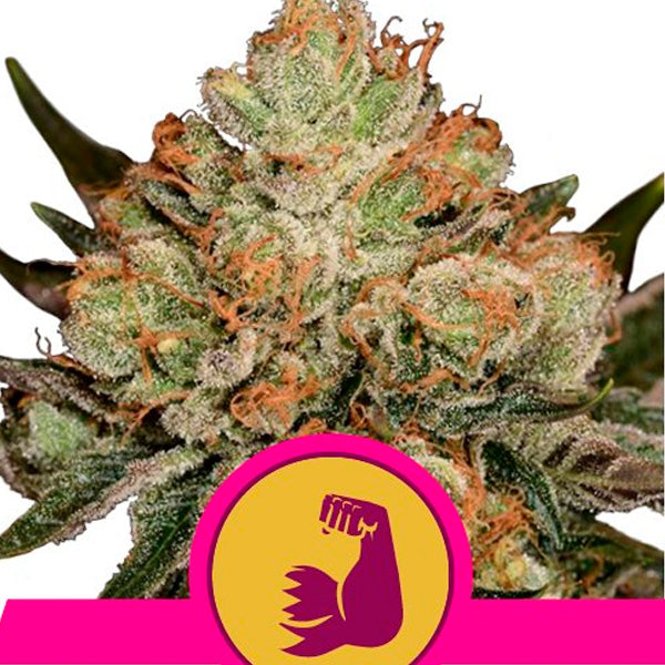 HulkBerry 3 semi femm. Royal Queen
