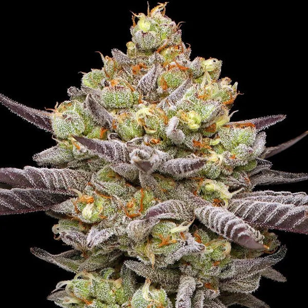 Hyper Za 3 u. fem Humboldt Seeds Company