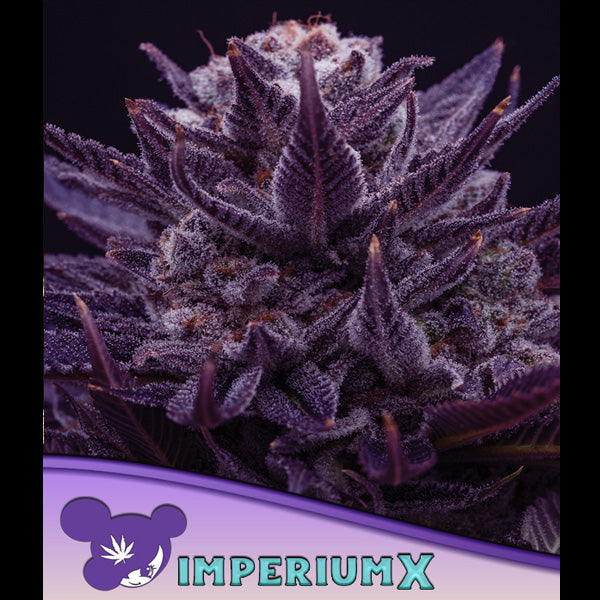 IMPERIUM X 3 u. fem Anesia
