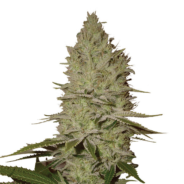 Ice 5 units fem. Nirvana