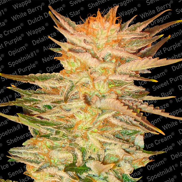 Ice Cream 3 u. fem. Paradise Seeds