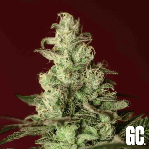 Iced Apples 3 u. fem Grand Cru Genetics