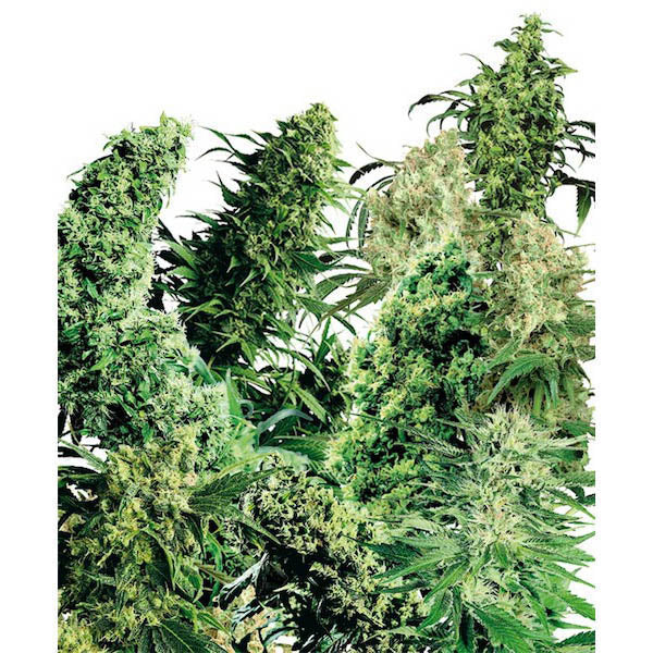 Indoor Mix 25 pcs. reg. Sensi Seeds