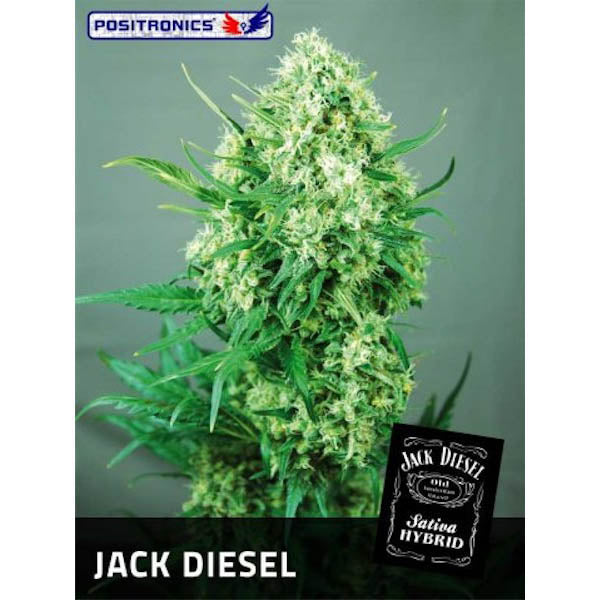Jack Diesel 3 u. fem. Positronics Seeds