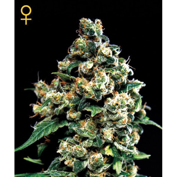 Jack Herer 3 u. fem. Green House