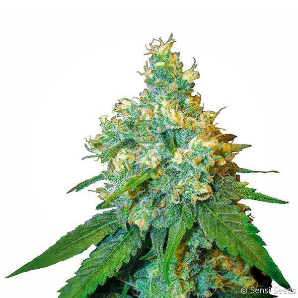 Jack Herer 5 u. fem. Sensi Seeds