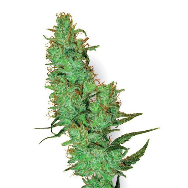 Jack Herer 10 units reg. White Label