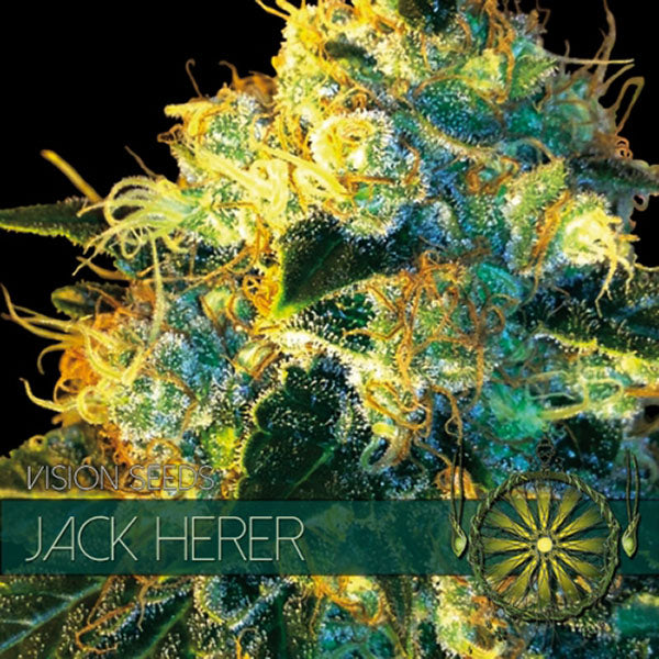 Jack Herer 3+1 fem. by Vision Seeds