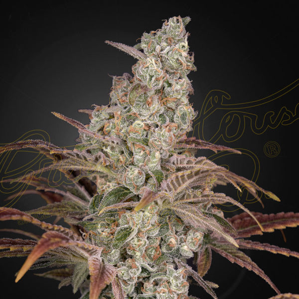 Jack´s Dream 3 u. fem. Green House