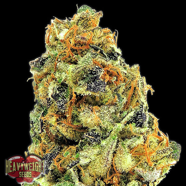 K.O.Kush 3 units fem. Heavyweight Seeds