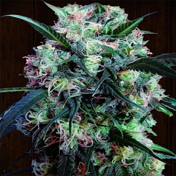 Kali China 5 u. fem. Ace Seeds