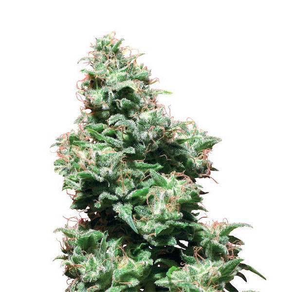 Kali Haze 10 unità reg. White Label