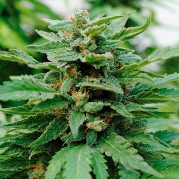 Karibbean Mango 5 u. fem. Kannabia Seeds