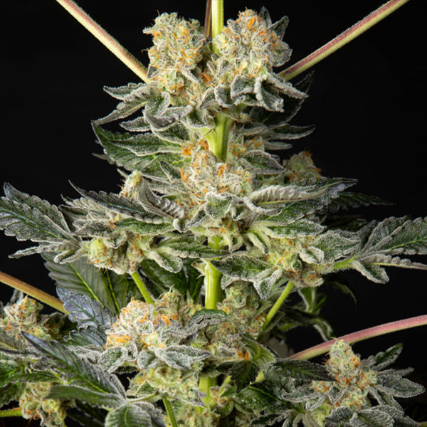 Key Kime Pie x Do-Si-Dos 5 u fem Philosopher