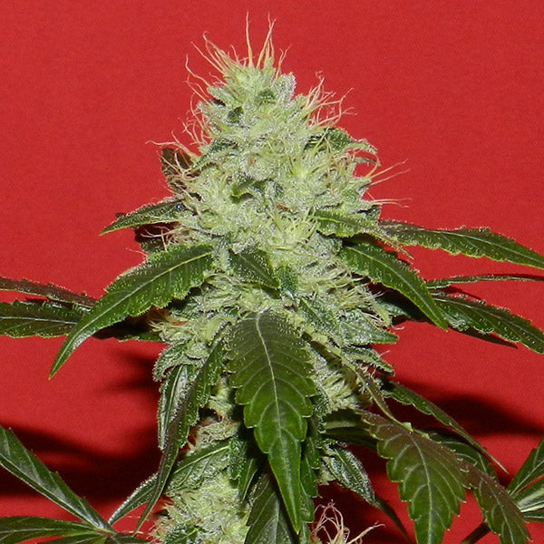 Kikiriki 6 u. REG French Touch Seeds