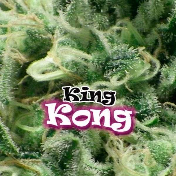 King Kong 4 u. fem. Dr Underground
