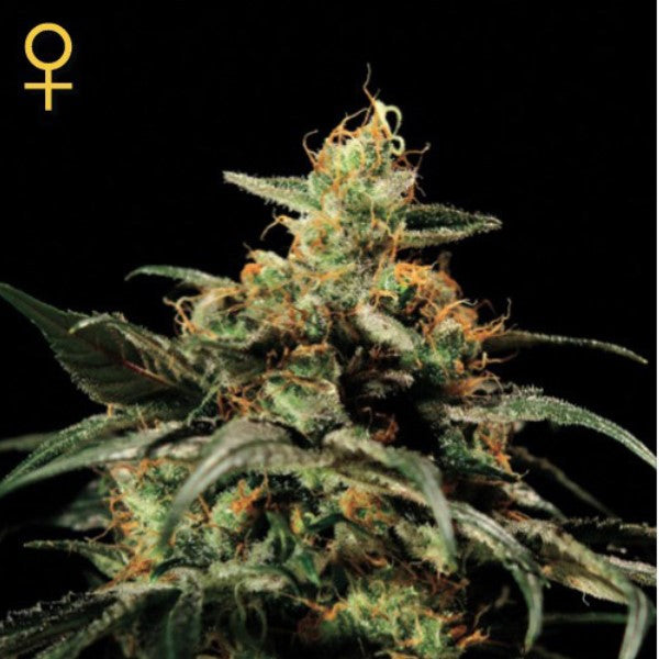 Kings Kush 1 u. fem. Green House