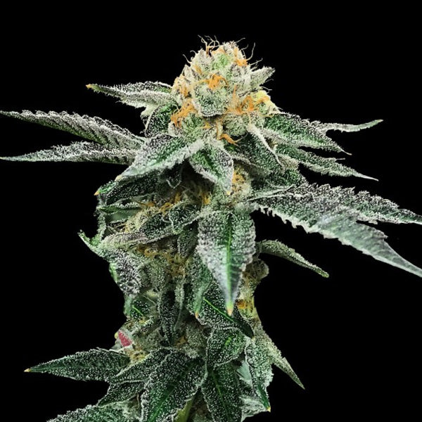 Kosher Cookies 5 u. fem. DNA Genetics