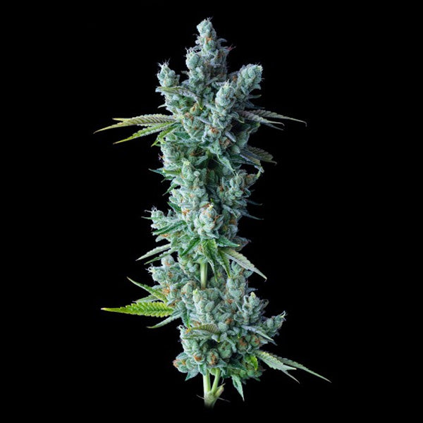 Kosher Dawg 5 u. fem. DNA Genetics