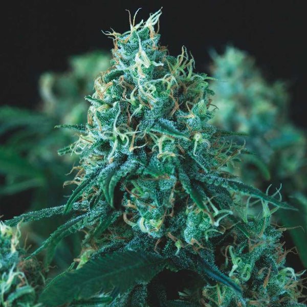 Kryptonite Fast 3 u. fem. Pyramid Seeds