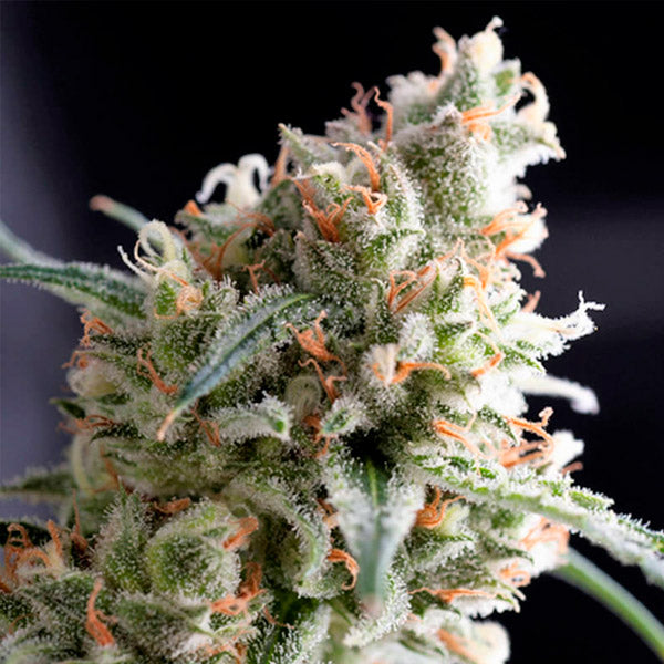 Kukulkan 3 u. fem. Pyramid Seeds