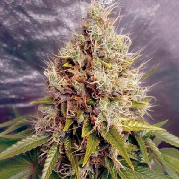 Kush Mass 5 u. fem. Garden of Green Seeds