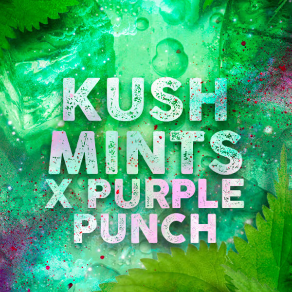 Kush Mints 3 pz. fem. Tramuntana Seeds