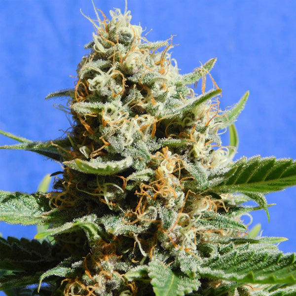 Kush Mintz Fast 1 u. fem. Original Sensible