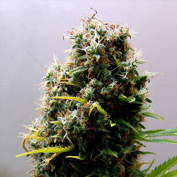 Kushadelic 5 ud. fem. Soma Seeds